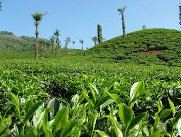 Tea farm