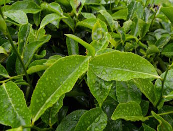 Fresh tea leaves