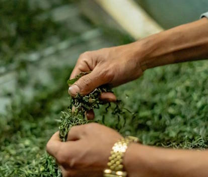 Tea processing
