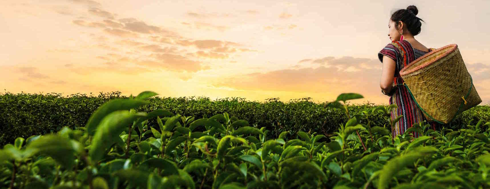 Kabir Tea fresh tea garden